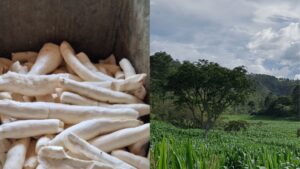 FAO’s launches innovative approach to prioritizing water management investments in Belize