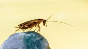 Cockroaches in Spain are becoming increasingly able to resist pest control methodsErik Karits via Unsplash