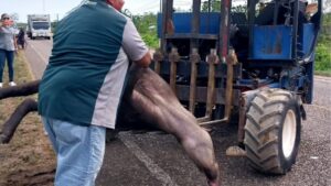 Tapir Knocked Down and Killed 
