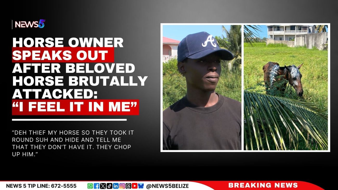 Horse Owner Speaks Out After Beloved Horse Brutally Attacked: “I Feel ...